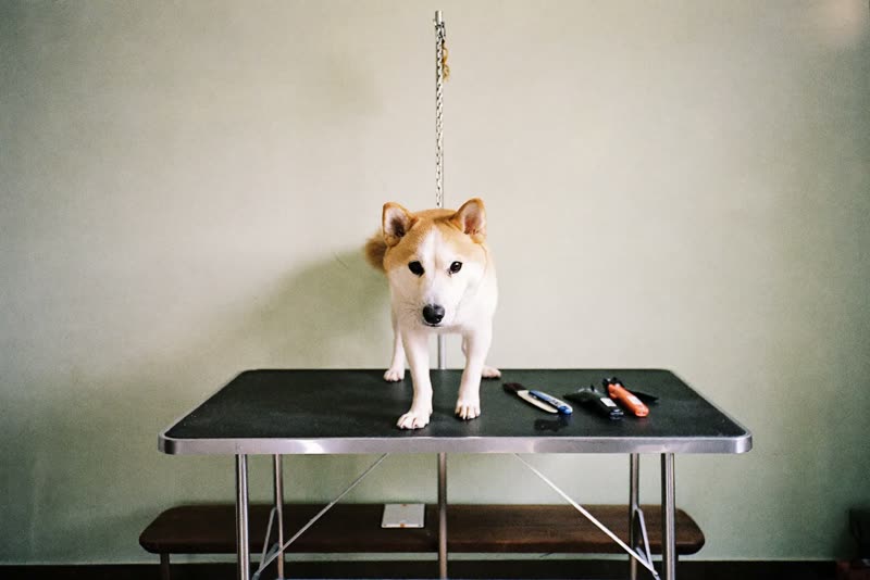 A dog on the grooming table in a small grooming room