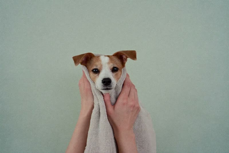 A small dog being towel-dried after a bath