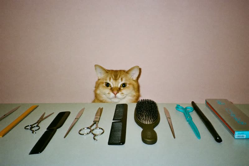 Grooming tools laid out on a clean bench