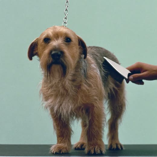 A small dog being brushed during a groom