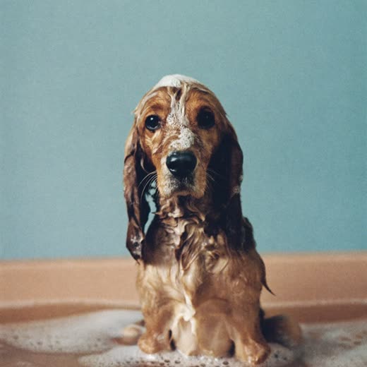 A spaniel in the bath mid-wash