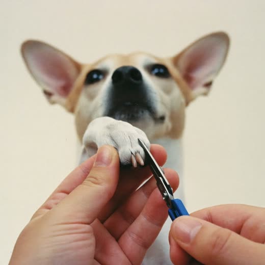 A dog's paw having its nails clipped