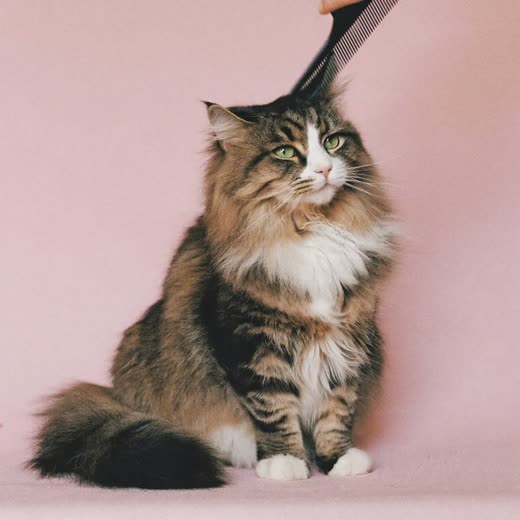 A long-haired cat being combed
