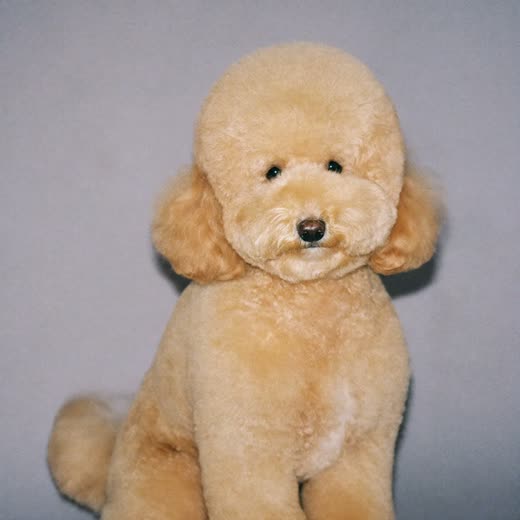 A freshly clipped poodle after a full groom